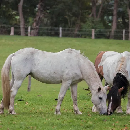 Fuerstenberger Hof 3*