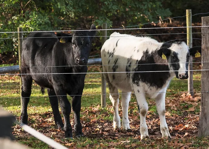 Fuerstenberger Hof 3*