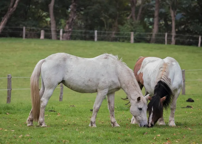Fuerstenberger Hof 3*